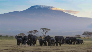Elephants in Amboselli