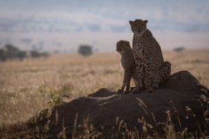 Cheetahs in Maasai Mara