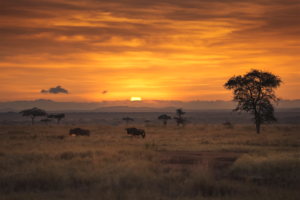 Sunset in the Maasai Mara