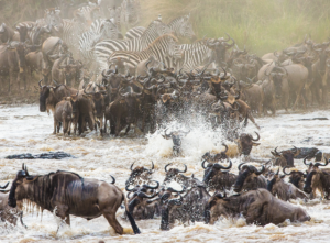 Wildebeest migration in the Maasai Mara

