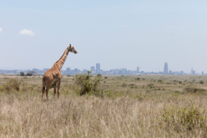 Giraffe in Nairobi National Park