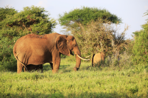 Elephants in Tsavo National park