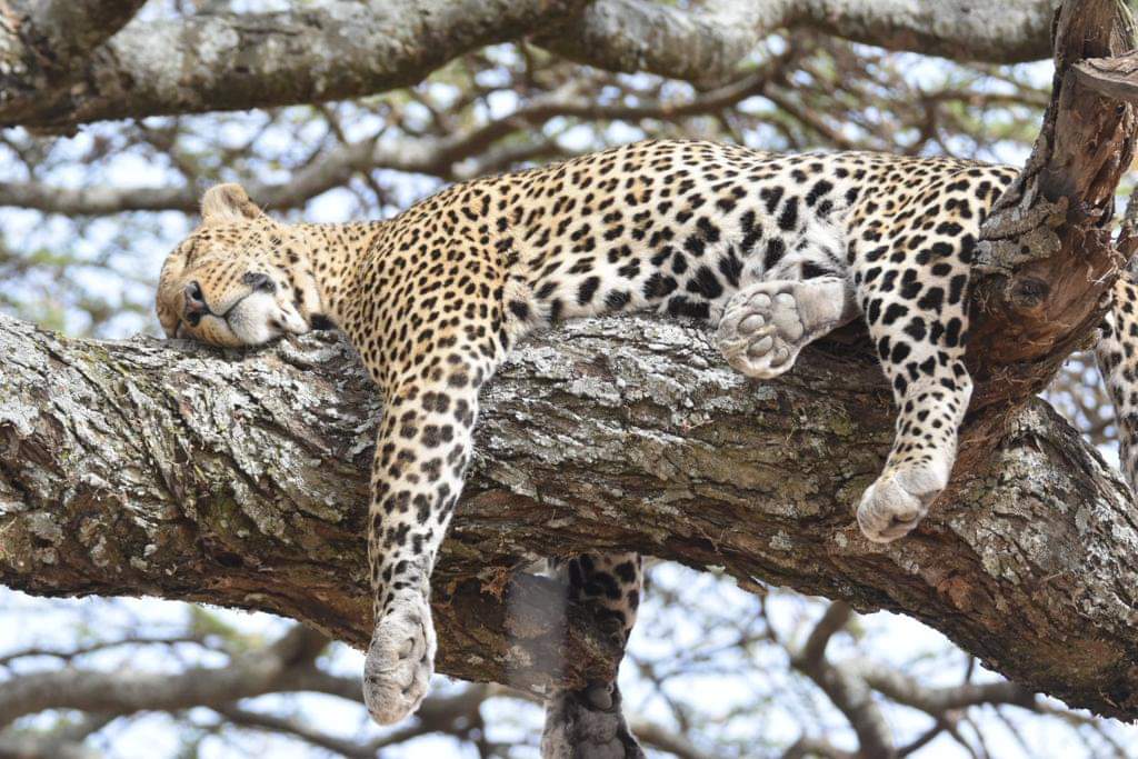 leopard sleeping on a tree