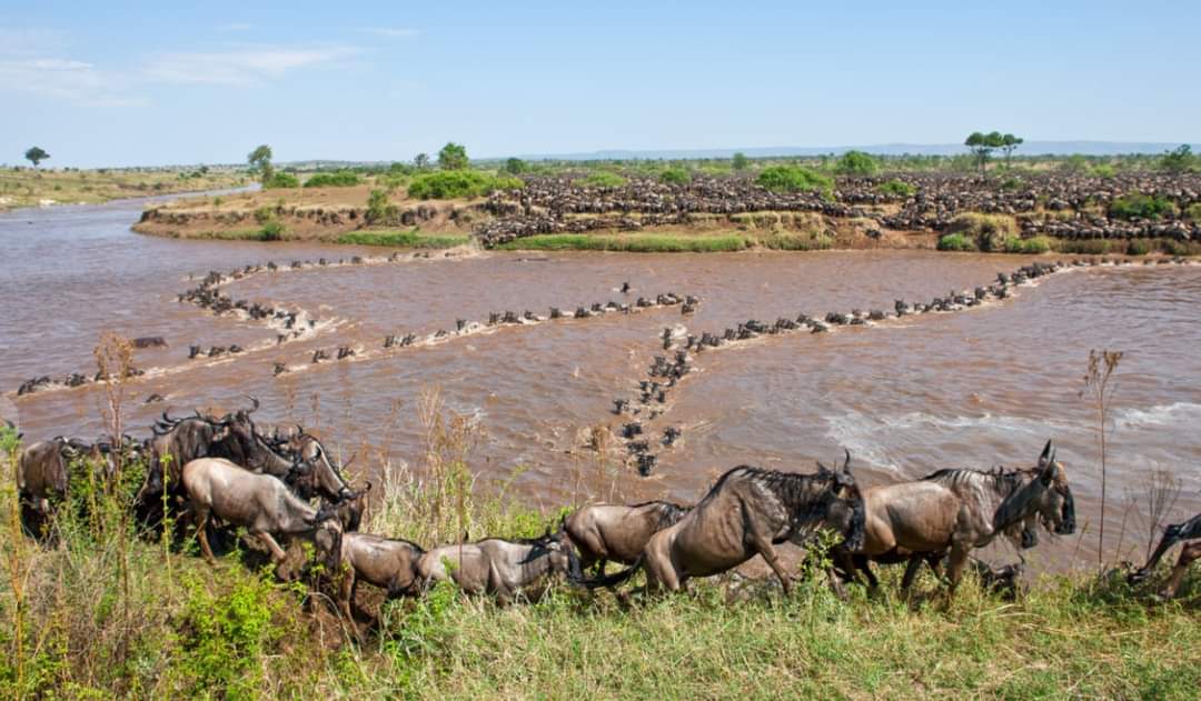 wildebeest migration