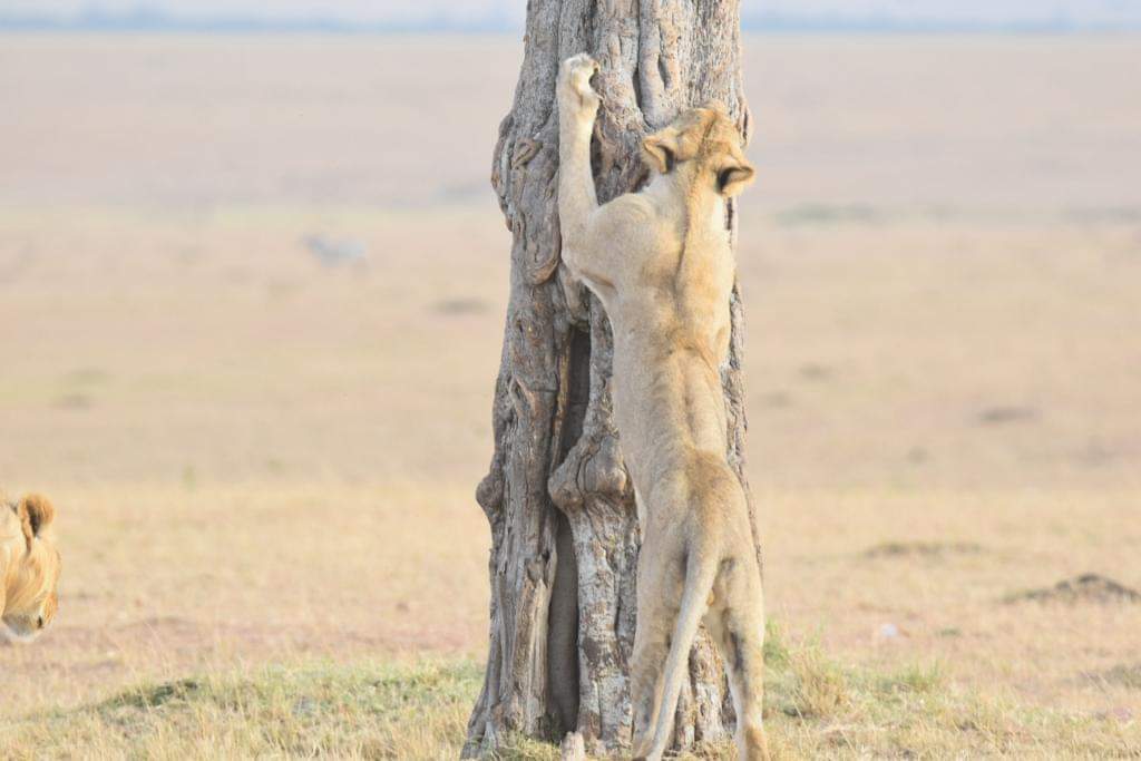 lion scratching a tree