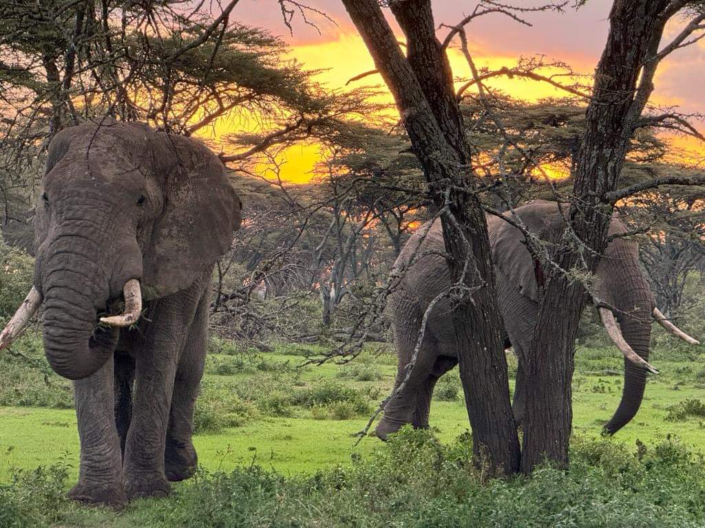 elephants during sunset