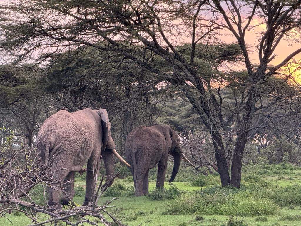 elephants in Tsavo