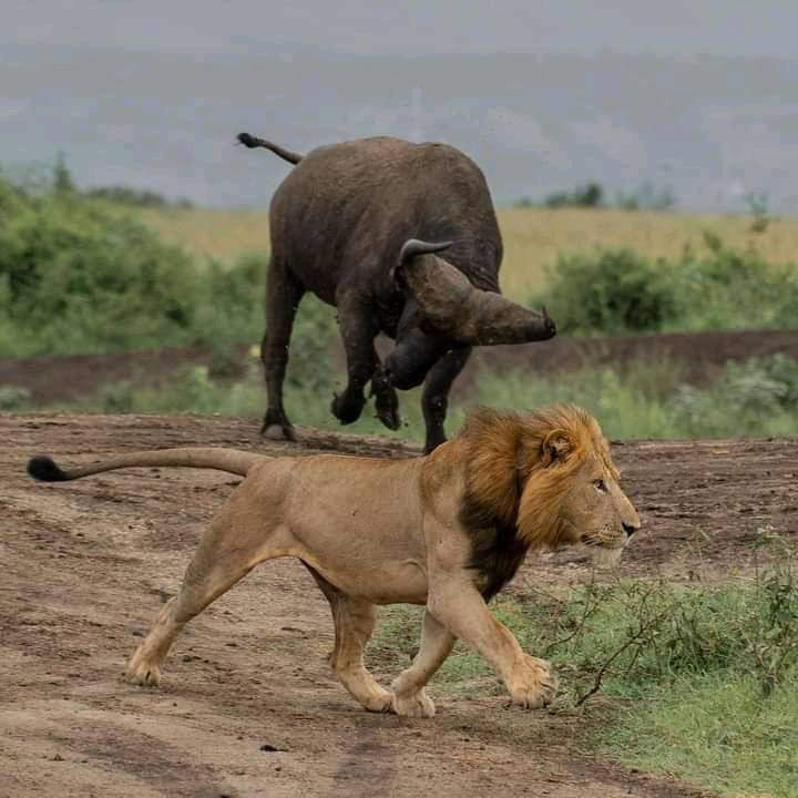 buffalo chasing a lion