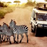 zebras crossing a road Maasai Mara