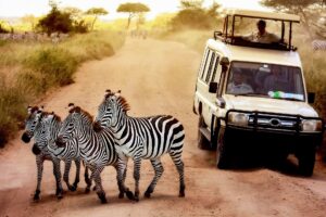 Best Kenya Safari Tours
