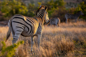 Kenya Vacation Packages