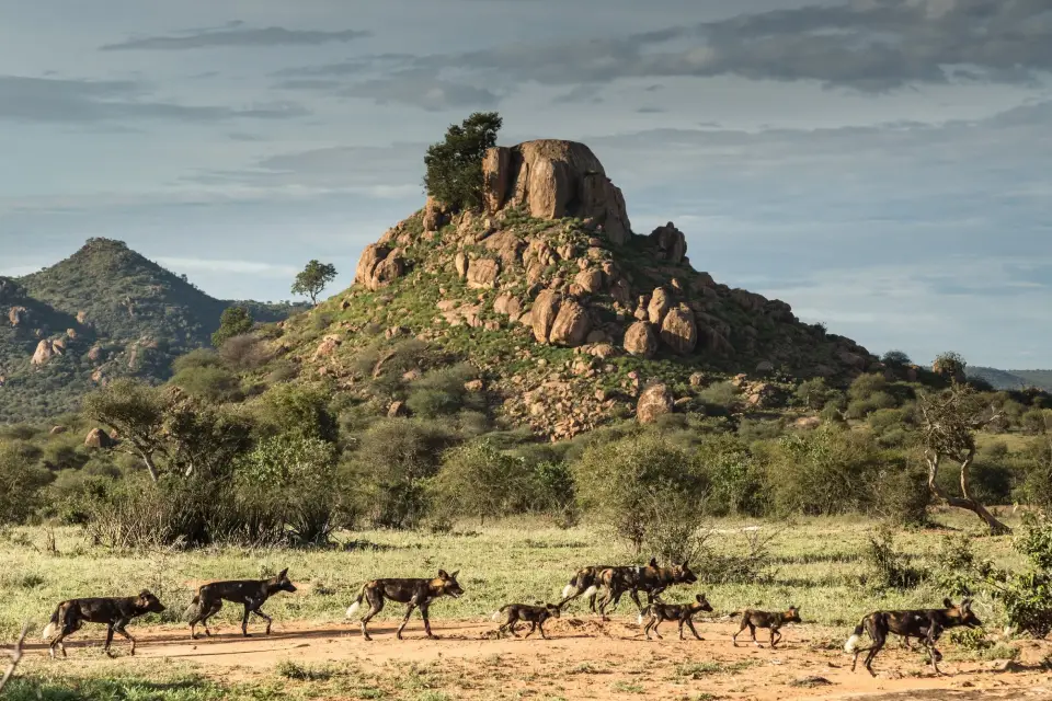 Likipia