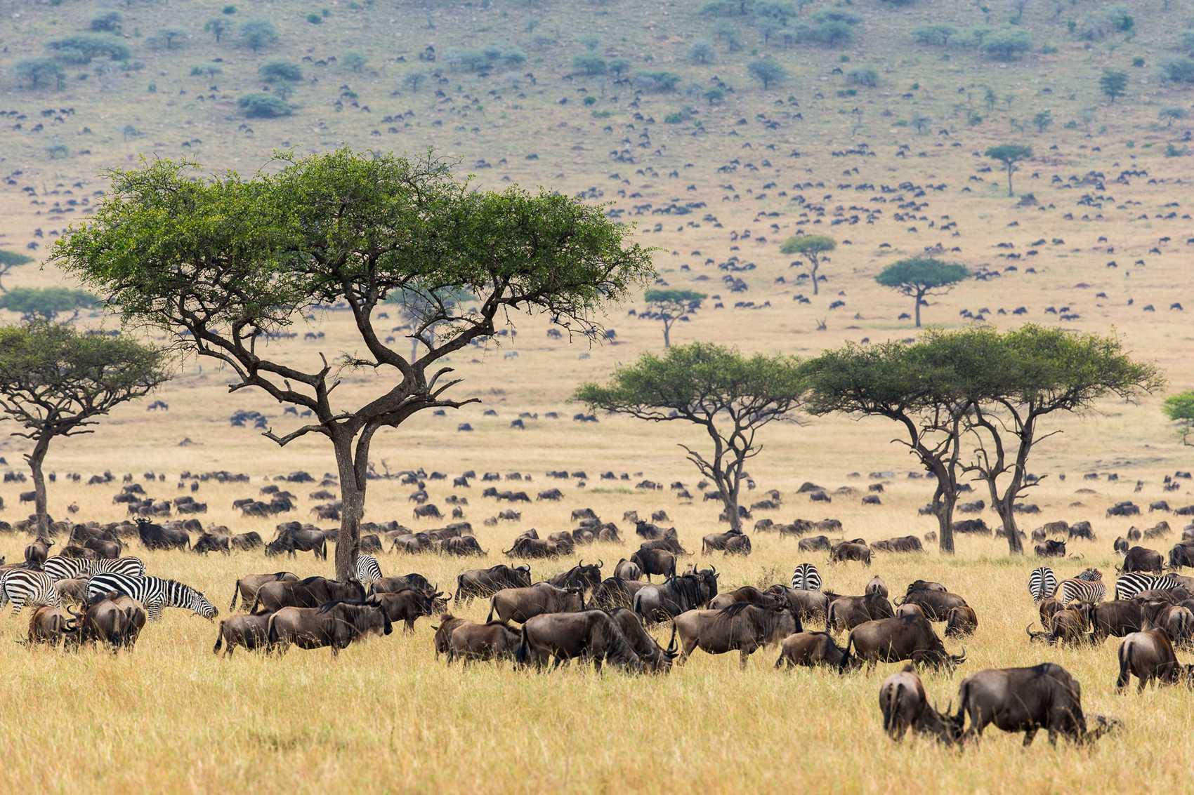 Masai Mara Game Reserve