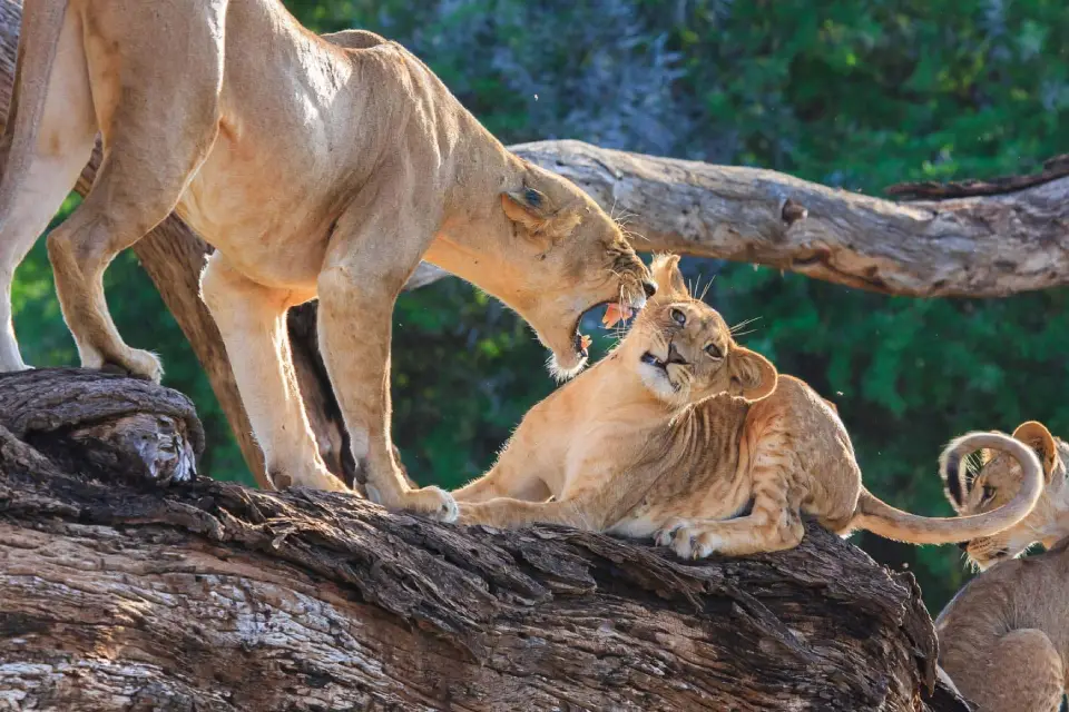Samburu