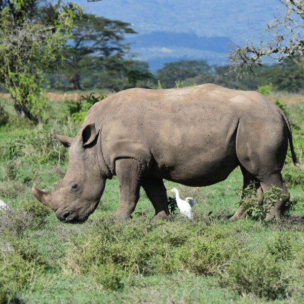 Best Kenya safari tours