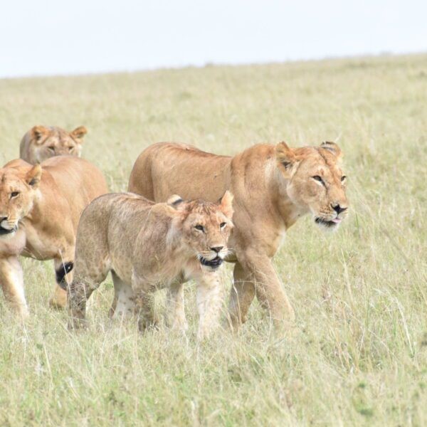 Affordable Kenya safari packages