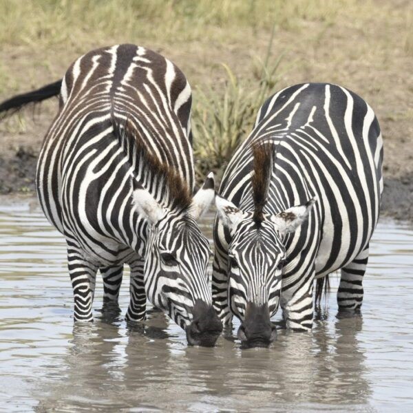 zebras drinking water
