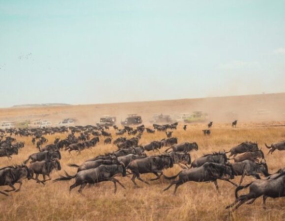 4-Day Africa Migration Maasai Mara Packages
