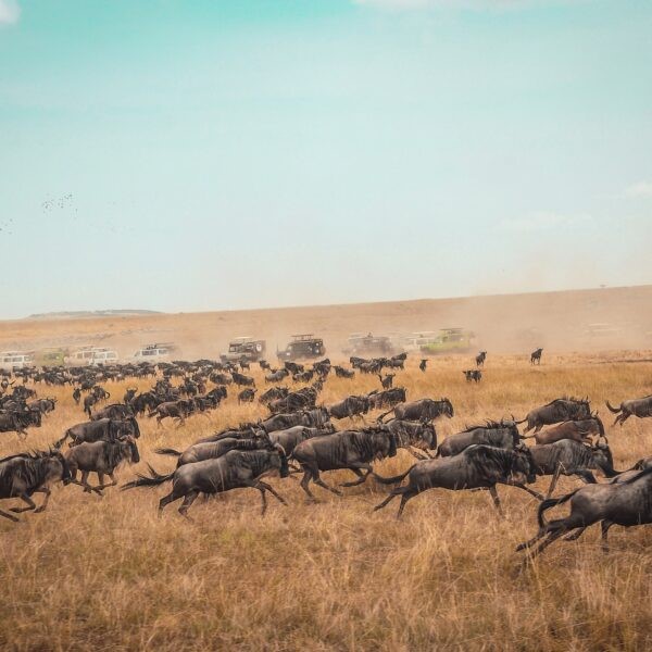 4-Day Africa Migration Maasai Mara Packages