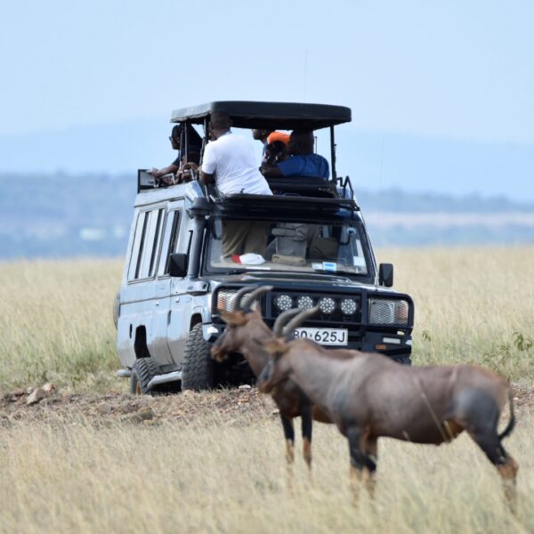 Maasai Mara safari tours