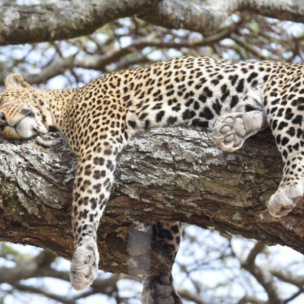 Leopard sleeping spotted in Safari