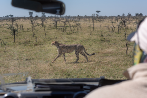 Best  Tour Operators in Kenya