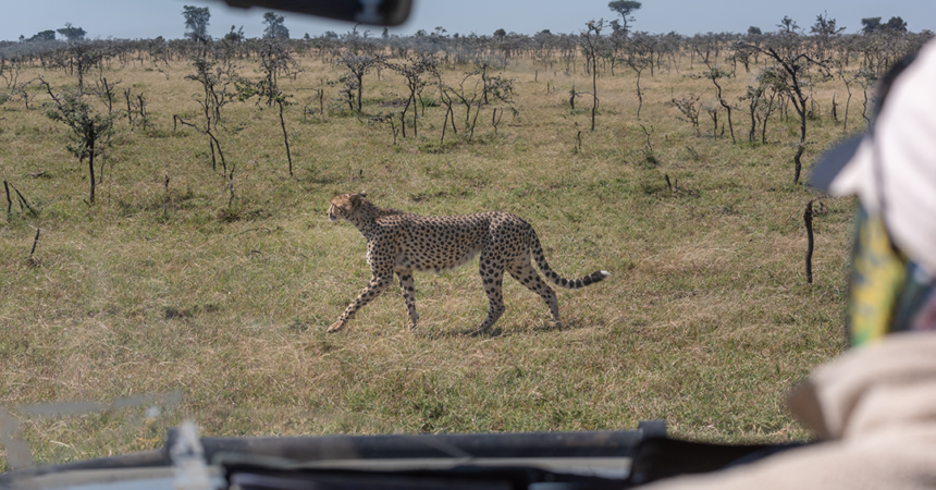 Best Kenya Travel Agents and Tour Operators
