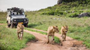Explore the 12 Best National Parks in Kenya for an Unforgettable Safari Adventure