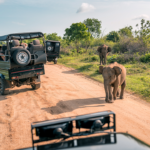 safari vehicles