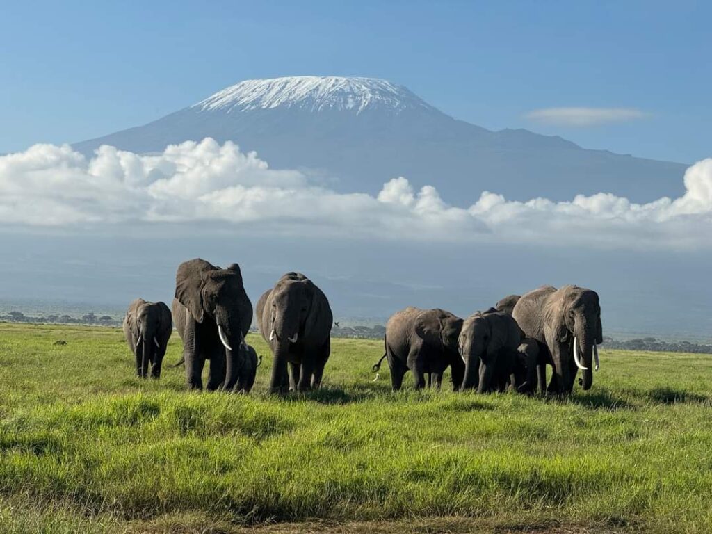 elephants in the amboseli