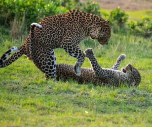 Affordable Kenya Safari Packages