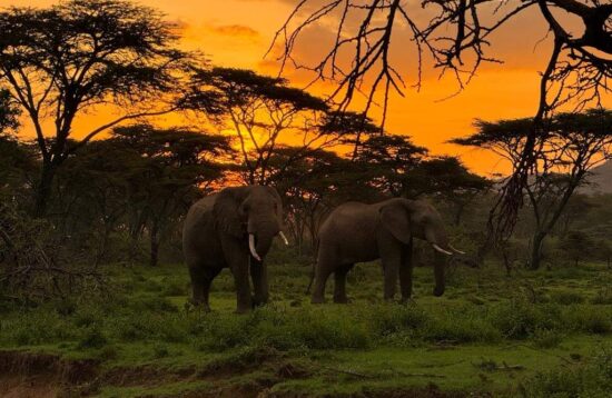 elephants during sunset