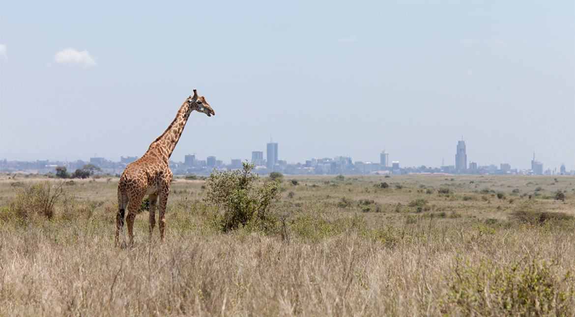 Kenya and Tanzania safari combo