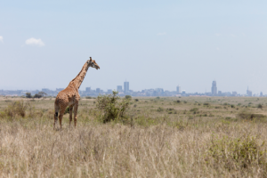 Kenya and Tanzania Safari Combo: The Ultimate East African Wildlife Experience