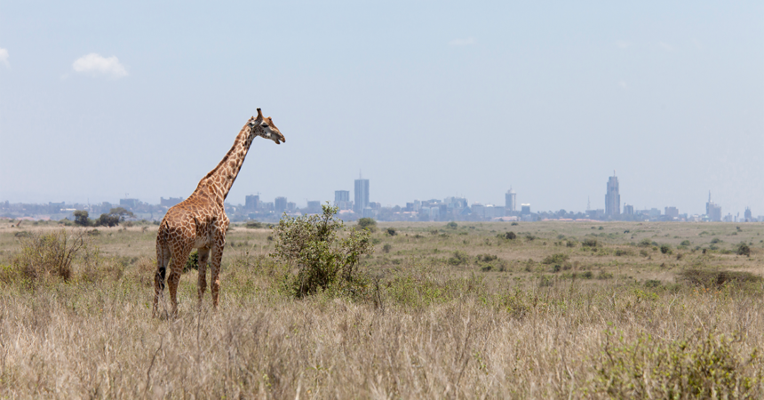 Kenya and Tanzania safari combo