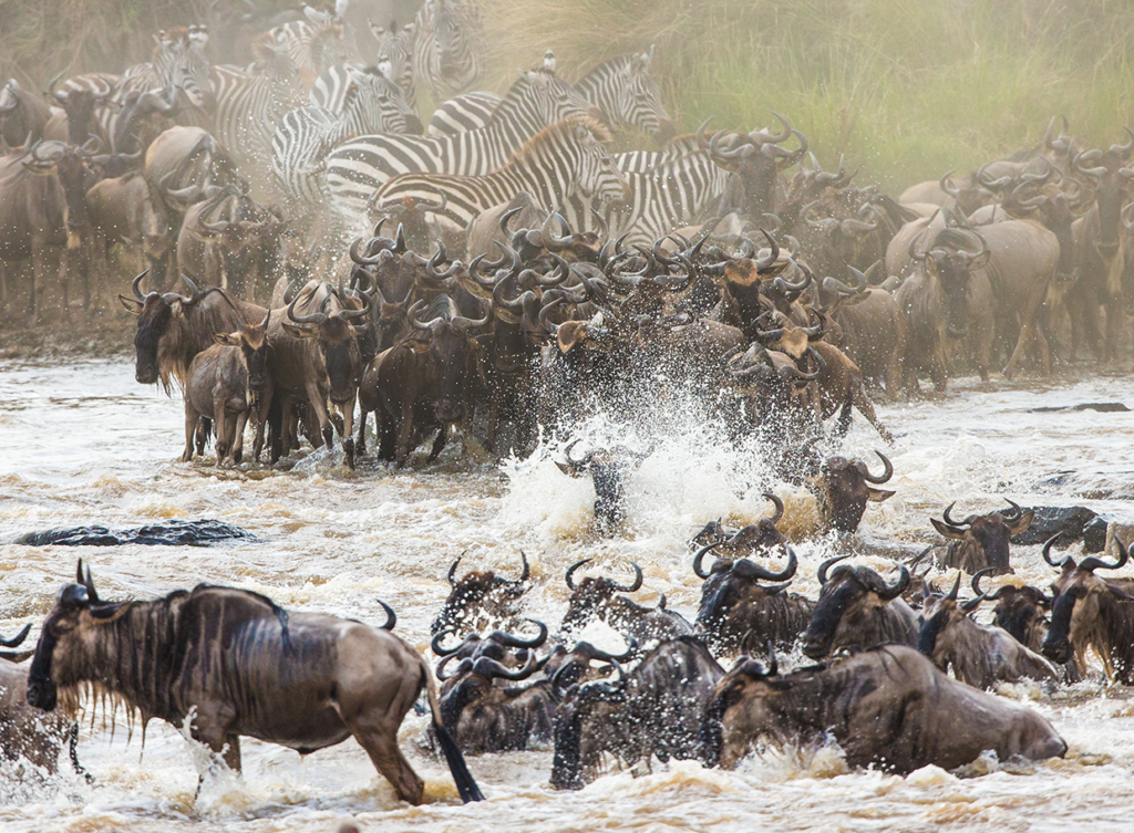 wildebeest migrating