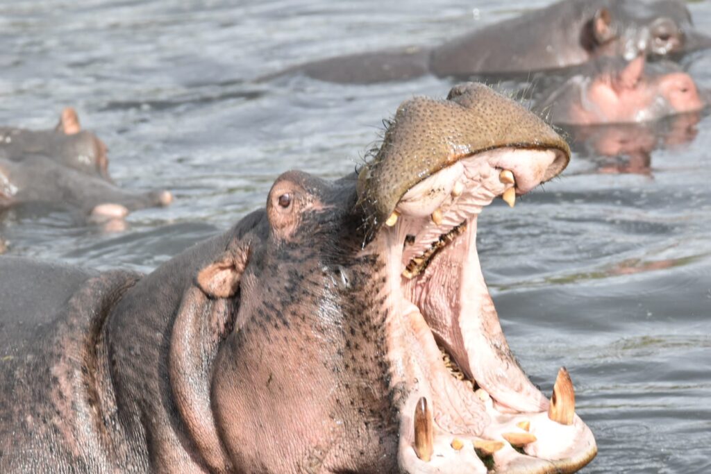 hippos mouth