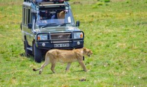 Nairobi National Park Tour 2025