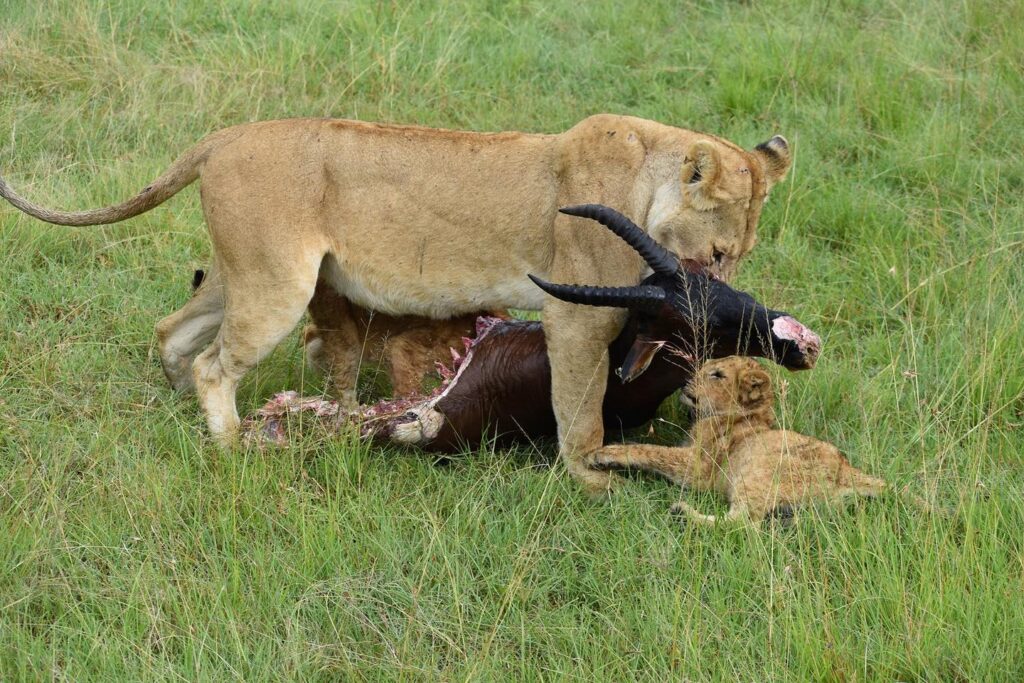 lioness eating