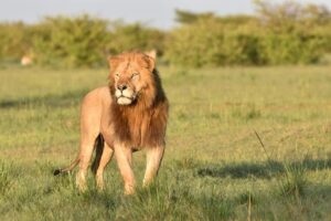 Kenya Visa Requirements and Travel Tips for Tourists
