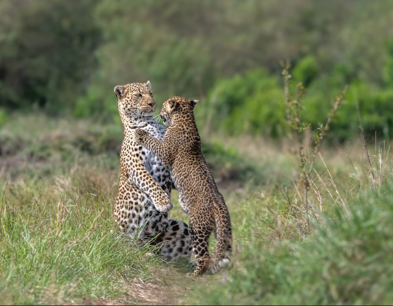 Best time to visit Kenya