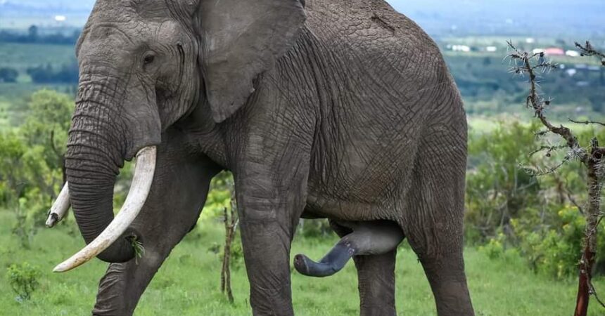 Safari tours from Nairobi