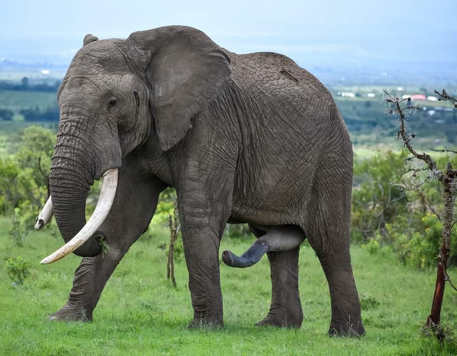 Safari tours from Nairobi