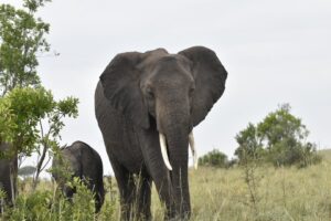 Amboseli National Park Elephant Safari: Ultimate Guide for Kenyan Wildlife Enthusiasts