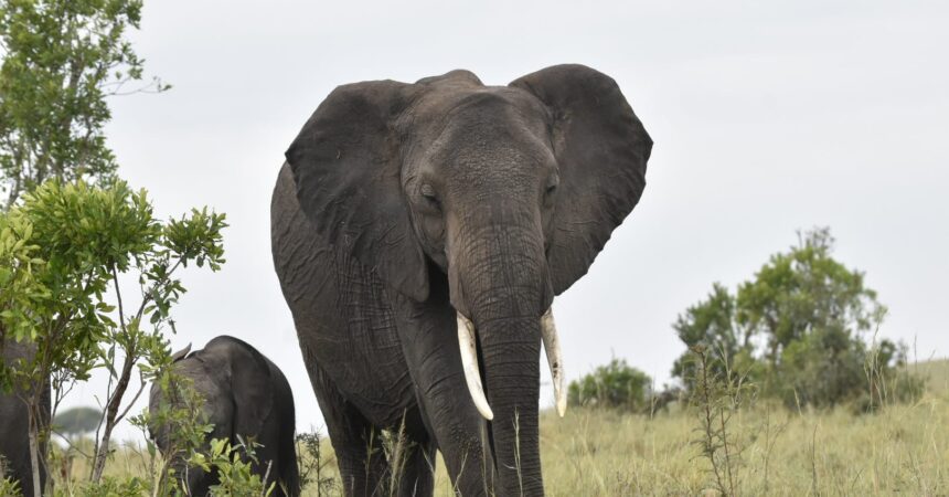 Amboseli National Park elephant safari