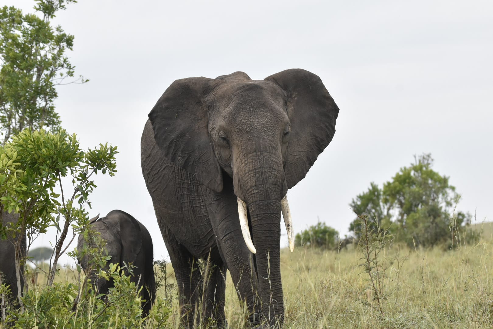 Amboseli National Park elephant safari