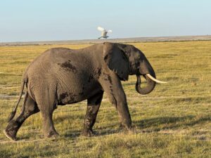 Where to See Elephants in Kenya: The Ultimate Guide (2025)