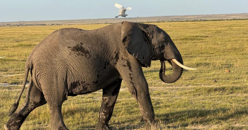 Where to see elephants in Kenya