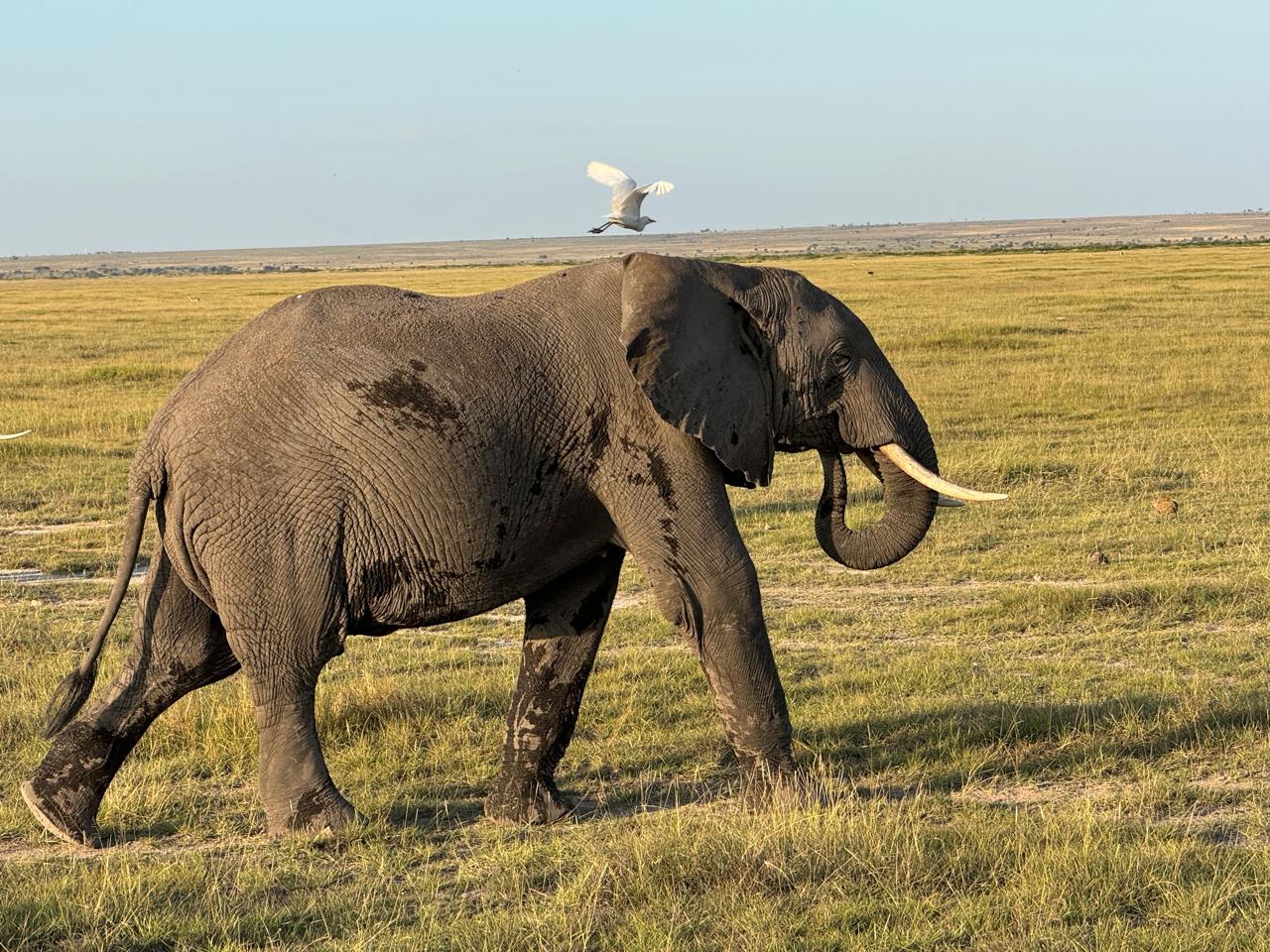 Where to see elephants in Kenya