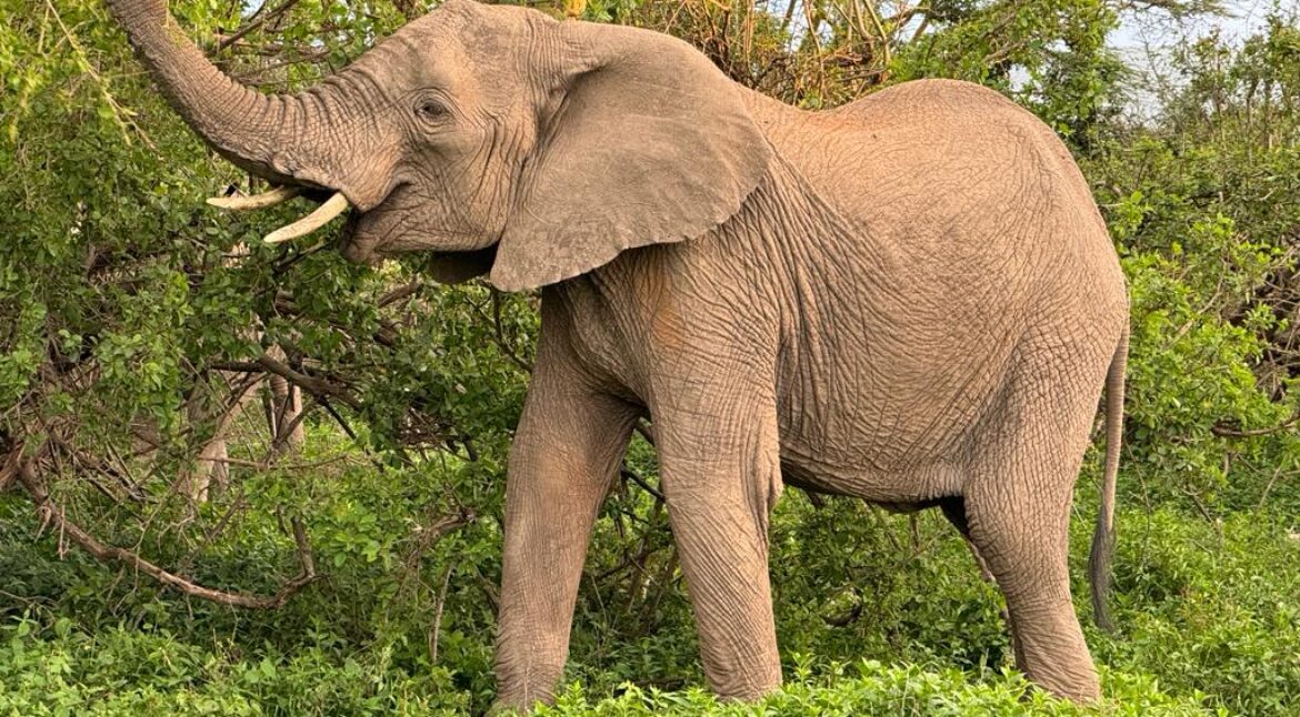 Amboseli safari tours